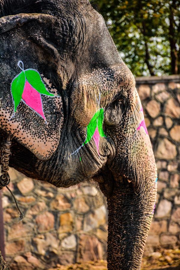 Hathi Mauja Dźajpur Zewnętrze zdjęcie